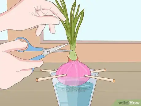 Imagen titulada Grow Onions in Water Step 5