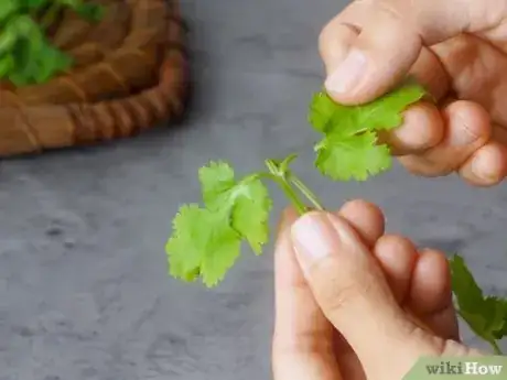 Imagen titulada Dry Cilantro Step 10