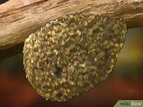 Imagen titulada Identify Africanized Honey Bees Step 7