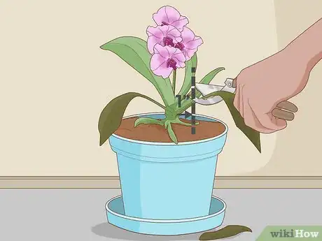 Imagen titulada Plant Orchids in a Pot Step 12