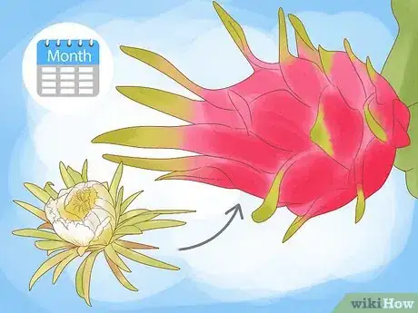 Imagen titulada Pick Dragon Fruit Step 1