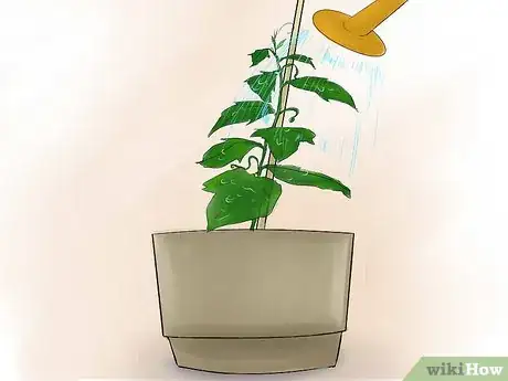 Imagen titulada Grow Cucumbers Indoors Step 13