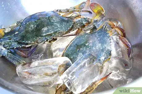 Imagen titulada Boil Blue Crab Step 3