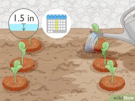 Imagen titulada Grow Poinsettia Step 11