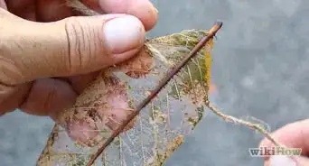 esqueletizar hojas