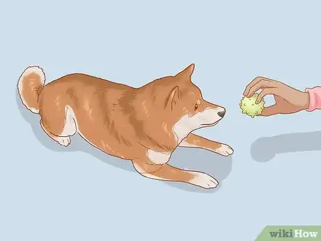 Imagen titulada Choose a Shiba Inu Puppy Step 18