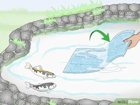 Imagen titulada Breed Koi Fish Step 8