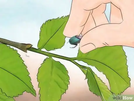 Imagen titulada Kill Japanese Beetles Step 5