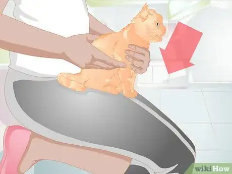 Imagen titulada Clean Gunk from Your Cat's Eyes Step 3