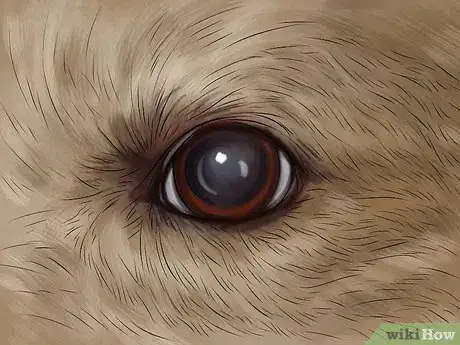 Imagen titulada Know if Your Dog Is Losing Its Eyesight Step 3