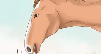 hablar con tu caballo