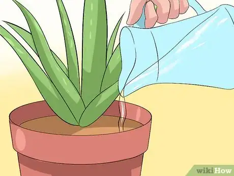 Imagen titulada Care for Your Aloe Vera Plant Step 2