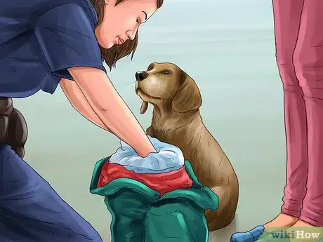 Imagen titulada Adopt a Dog from Overseas Step 12