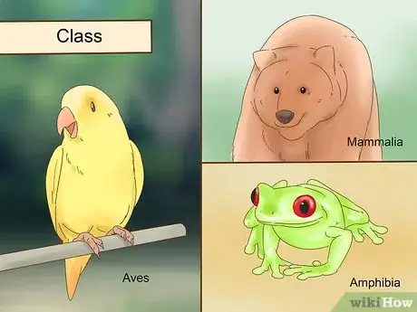 Imagen titulada Classify Animals Step 7