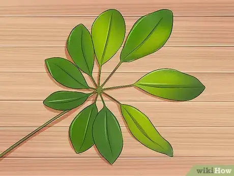 Imagen titulada Prune a Schefflera Plant Step 3