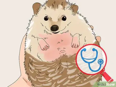 Imagen titulada Care for a Hedgehog with Wobbly Hedgehog Syndrome Step 1