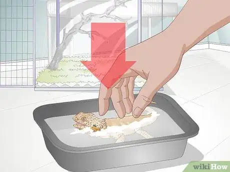 Imagen titulada Teach a Bearded Dragon to Drink from a Water Bowl Step 11