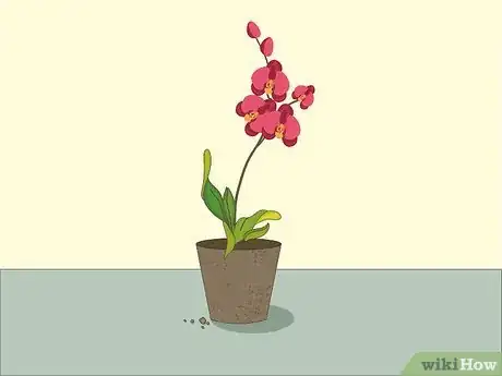 Imagen titulada Care for Orchids Step 2