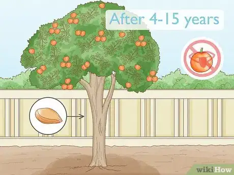 Imagen titulada Grow an Orange Tree Step 1