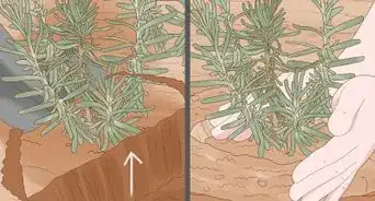 dividir una planta de lavanda