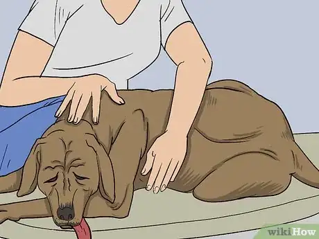 Imagen titulada Treat a Panting Dog Step 5