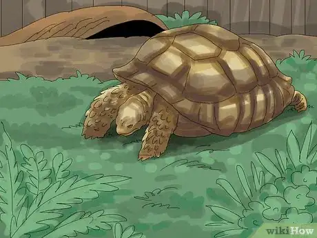 Imagen titulada Care for a Tortoise Step 14