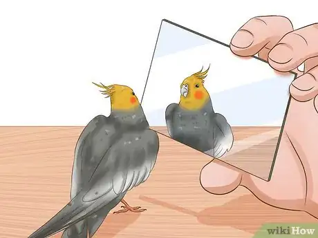 Imagen titulada Tell if a Cockatiel Is Male or Female Step 8