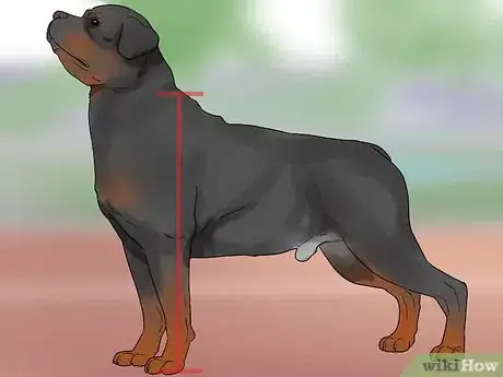 Imagen titulada Identify a Rottweiler Step 4