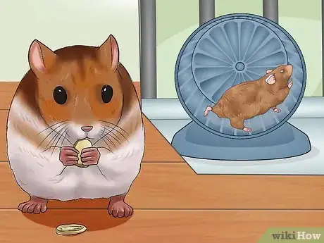 Imagen titulada Tell if a Dwarf Hamster Is Obese Step 6