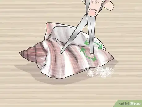 Imagen titulada Drill a Hole in a Seashell (Without a Drill) Step 11