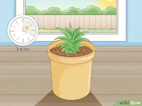 Imagen titulada Grow Dwarf Pineapples Step 3