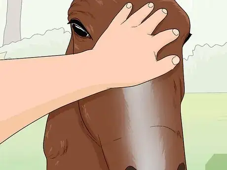 Imagen titulada Teach Your Horse to Stop Biting Step 1