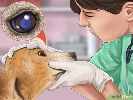 Imagen titulada Know if Your Dog Is Losing Its Eyesight Step 1