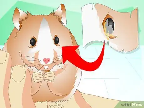 Imagen titulada Know if Your Hamster Is Healthy Step 2