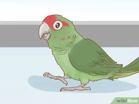 Imagen titulada Know if a Conure Is Right for You Step 15