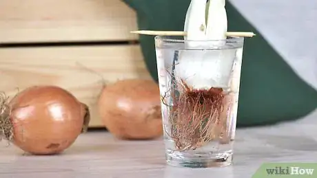 Imagen titulada Plant Sprouted Onions Step 4