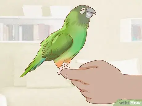 Imagen titulada Know if a Conure Is Right for You Step 14