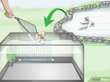 Imagen titulada Breed Koi Fish Step 9