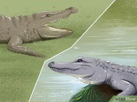 Imagen titulada Tell the Difference Between a Crocodile and an Alligator Step 3