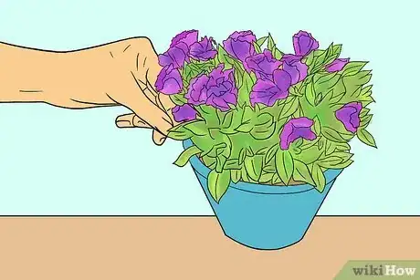 Imagen titulada Grow Lisianthus Step 13