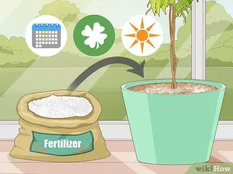 Imagen titulada Repot a Ficus Tree Step 11