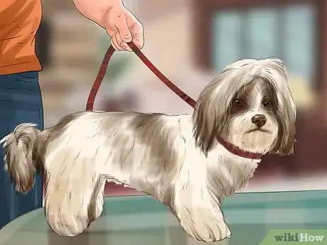 Imagen titulada Puppy Cut a Shih Tzu Step 5