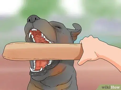 Imagen titulada Identify a Rottweiler Step 3