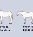 medir la altura de un caballo