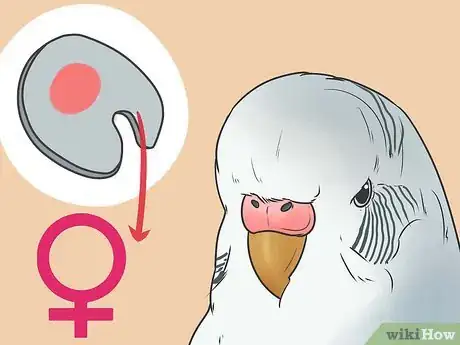 Imagen titulada Identify Your Budgie's Gender Step 5