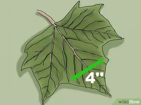 Imagen titulada Identify a Sycamore Tree Step 6