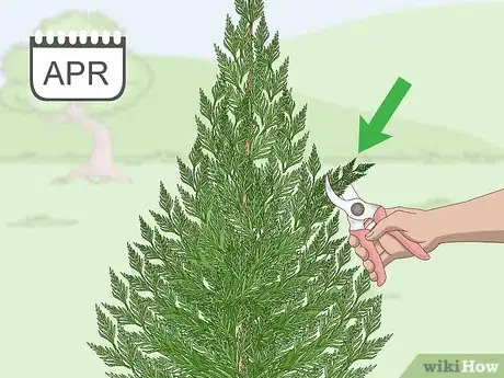 Imagen titulada Prune a Leyland Cypress Step 1