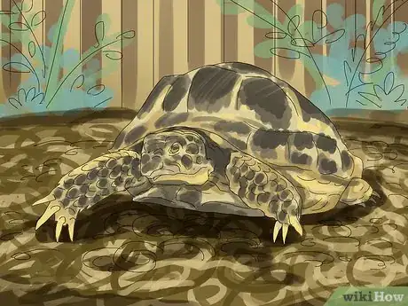 Imagen titulada Care for a Tortoise Step 11