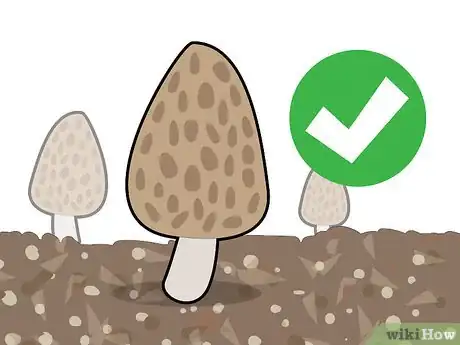 Imagen titulada Grow Morel Mushrooms Step 7