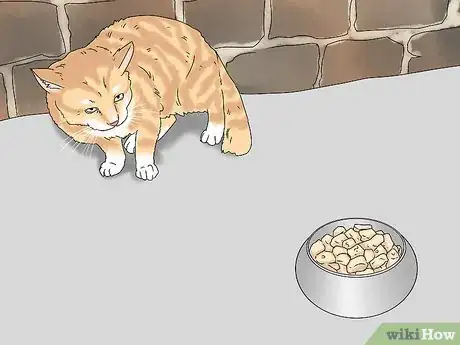 Imagen titulada Treat a Cat with Bloody Diarrhea Step 9